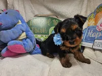 Sly, a male Yorkshire Terrier for sale in Annapolis, MD – 2 of 4