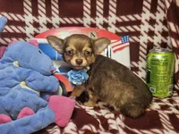 Odin (Long-hair), a male Chihuahua for sale in Annapolis, MD – 3 of 5