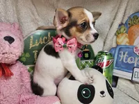 Audry  female, a female Chihuahua for sale in Annapolis, MD – 2 of 5
