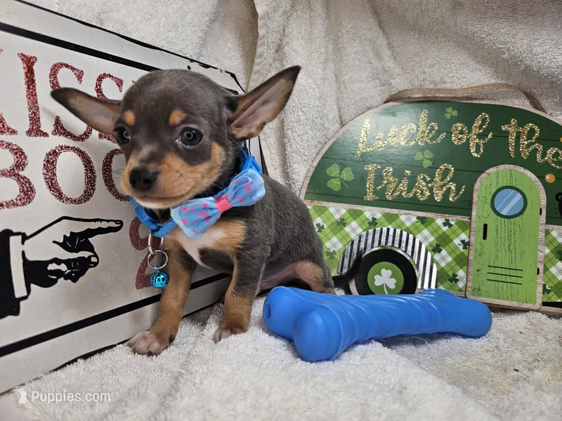 Astro (Blue Tri) – Chihuahua puppy for sale in Annapolis, MD