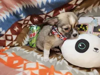 LV Raider (longer fur), a male Chihuahua for sale in Annapolis, MD – Photo 2 of 5