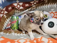 LV Raider (longer fur), a male Chihuahua for sale in Annapolis, MD – Photo 3 of 5