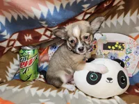 LV Raider (longer fur), a male Chihuahua for sale in Annapolis, MD – Photo 5 of 5