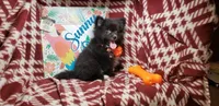 Lexicon (very smart), a male Pomeranian for sale in Annapolis, MD – 1 of 3