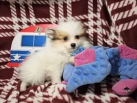 Fido , a male Pomeranian for sale in Annapolis, MD – 3 of 3