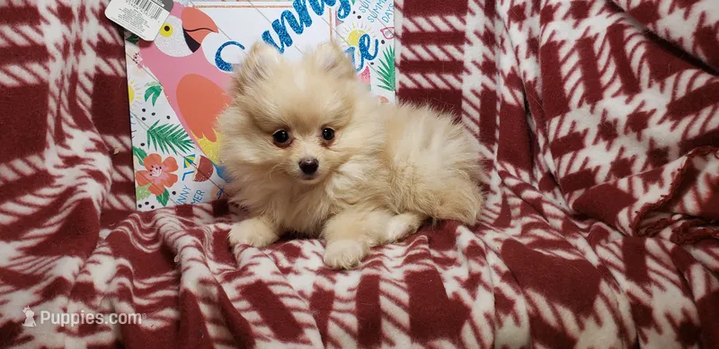 Lemonade (Male) – Pomeranian puppy for sale in Annapolis, MD
