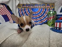 Puck (T-cup), a male Chihuahua for sale in Annapolis, MD – 5 of 8