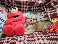 Denzel - Sable, a male Pekingese for sale in Annapolis, MD – 3 of 5