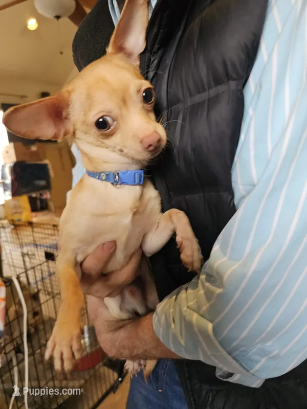Taco  – Chihuahua puppy for sale in Annapolis, MD
