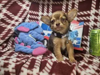 Odin (Long-hair), a male Chihuahua for sale in Annapolis, MD – 5 of 5
