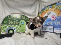Alibaba Male LH, a male Chihuahua for sale in Annapolis, MD – 4 of 4