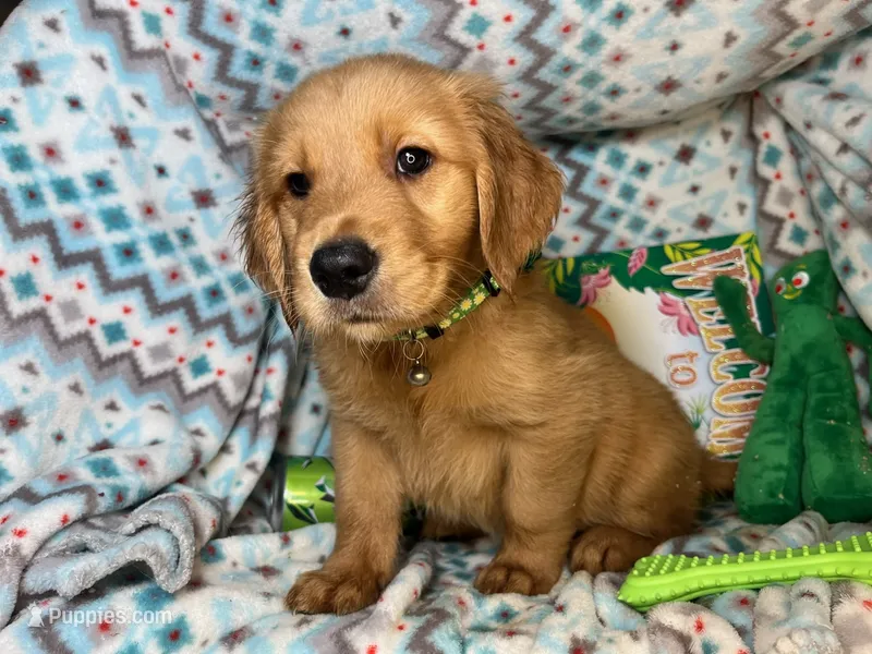 Goblin [available] – Golden Retriever puppy for sale in Annapolis, MD