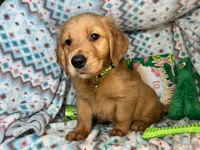 Goblin, a male Golden Retriever for sale in Annapolis, MD – 3 of 3