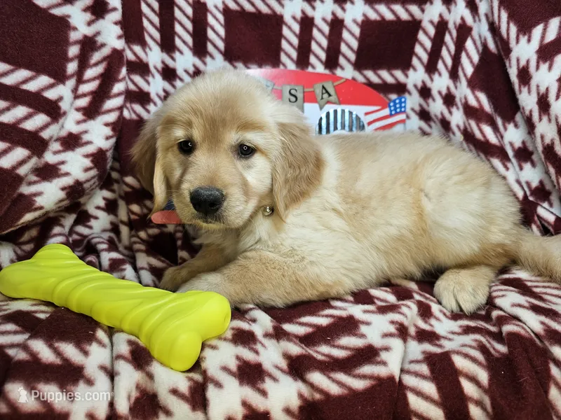Buttercup  – Golden Retriever puppy for sale in Annapolis, MD