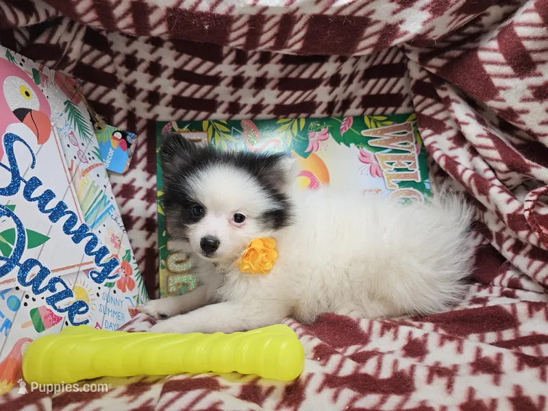 Thea (Tri) – Pomeranian puppy for sale in Annapolis, MD