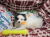 Thea (Tri), a female Pomeranian for sale in Annapolis, MD – 4 of 5