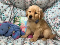 Gia , a female Golden Retriever for sale in Annapolis, MD – 2 of 7