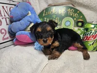 Sly, a male Yorkshire Terrier for sale in Annapolis, MD – 3 of 4
