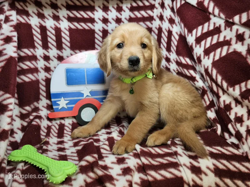 Bambi (F) – Golden Retriever puppy for sale in Annapolis, MD