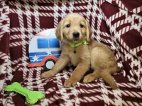 Bambi (F), a female Golden Retriever for sale in Annapolis, MD – 2 of 7