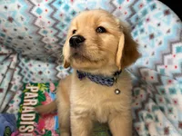 Gia , a female Golden Retriever for sale in Annapolis, MD – 7 of 7
