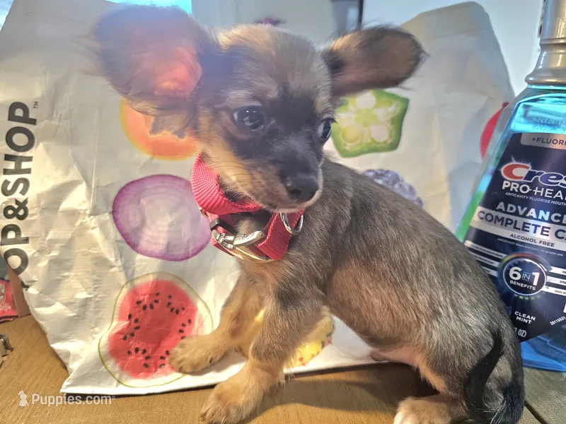 Grizzly LH  – Chihuahua puppy for sale in Annapolis, MD