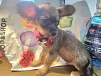 Grizzly LH , a male Chihuahua for sale in Annapolis, MD – 3 of 8
