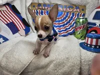 Puck (T-cup), a male Chihuahua for sale in Annapolis, MD – 6 of 8