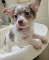 Allybaba (Blue LH), a male Chihuahua for sale in Annapolis, MD – 6 of 8