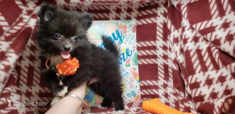 Lexicon (very smart) – Pomeranian puppy for sale in Annapolis, MD