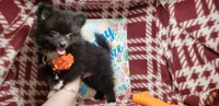 Lexicon (very smart), a male Pomeranian for sale in Annapolis, MD – 2 of 3