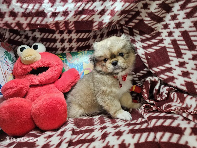 Denzel - Sable – Pekingese puppy for sale in Annapolis, MD