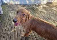 Bruno ( 1 year old), a male Golden Retriever for sale in Annapolis, MD – 7 of 7