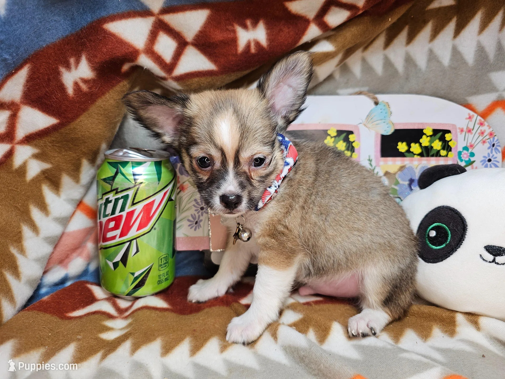 LV Raider (longer fur) – Chihuahua puppy for sale in Annapolis, MD