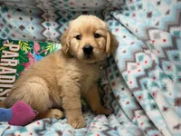 Gia , a female Golden Retriever for sale in Annapolis, MD – 3 of 7