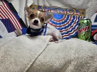 Puck (T-cup), a male Chihuahua for sale in Annapolis, MD – 8 of 8