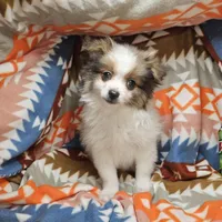 Tully (Party), a male Pomeranian for sale in Annapolis, MD – Photo 3 of 5