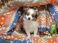 Tully (Party), a male Pomeranian for sale in Annapolis, MD – Photo 3 of 5