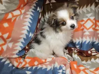 Tully (Party), a male Pomeranian for sale in Annapolis, MD – Photo 4 of 5