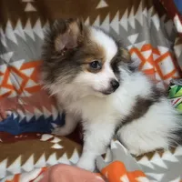 Tully (Party), a male Pomeranian for sale in Annapolis, MD – Photo 1 of 5