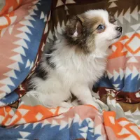 Tully (Party), a male Pomeranian for sale in Annapolis, MD – Photo 5 of 5