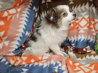 Tully (Party), a male Pomeranian for sale in Annapolis, MD – Photo 5 of 5