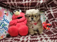 Denzel - Sable, a male Pekingese for sale in Annapolis, MD – 5 of 5