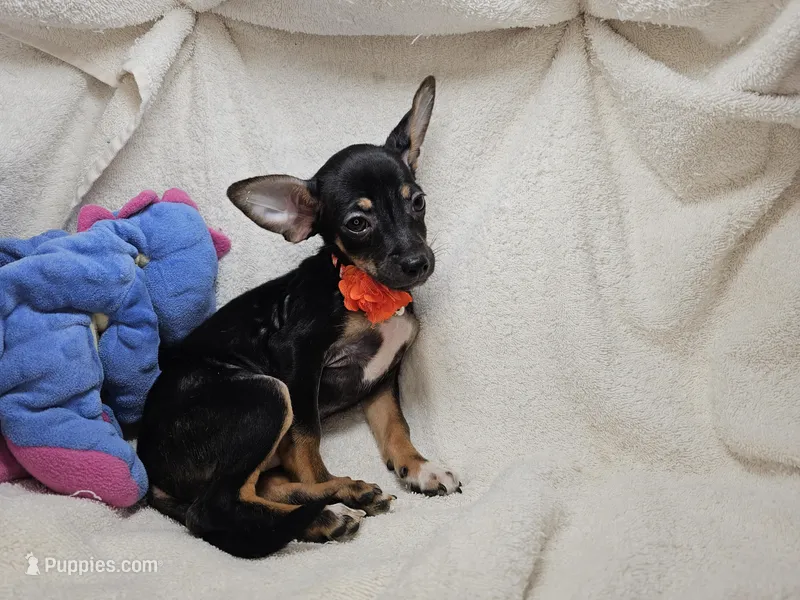 Hank (Blk + Tan + White) – Chihuahua puppy for sale in Annapolis, MD