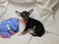 Hank (Blk + Tan + White), a male Chihuahua for sale in Annapolis, MD – Photo 7 of 7