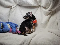 Hank (Blk + Tan + White), a male Chihuahua for sale in Annapolis, MD – Photo 2 of 7