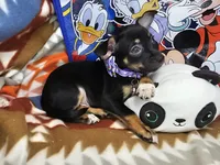 Hank (Blk + Tan + White), a male Chihuahua for sale in Annapolis, MD – Photo 3 of 7