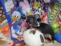 Hank (Blk + Tan + White), a male Chihuahua for sale in Annapolis, MD – Photo 5 of 7