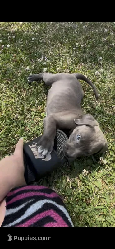 Nola  – American Pit Bull Terrier, Golden Retriever puppy for sale in Saint Stephen, SC