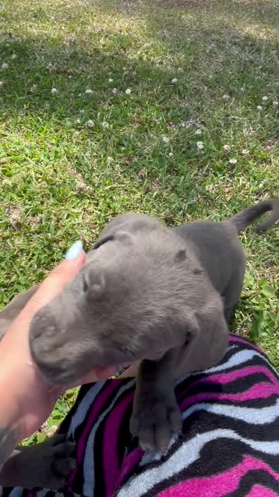 Nola , a male American Pit Bull Terrier and Golden Retriever for sale in Saint Stephen, SC – 2 of 2